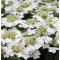 Redős levelű bangita - Viburnum plicatum Watanabe