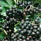 Fekete berkenye gyümölcs - Aronia melanocarpa