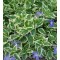 Tarka levelű nagy télizöld meténg Vinca major variegata