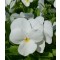 Szarvacskás árvácska fehér Viola cornuta White