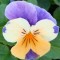 Szarvacskás árvácska narancsos liláskék - Viola cornuta Apricot Azure Wing