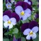 Szarvacskás árvácska sötétkék világoslila Viola cornuta Blue Purple Wing