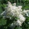 Virágos kőris virágzat - Fraxinum ornus