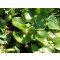Tavi növények Vízi jácint vízen úszó növény - Eichornia crassipes