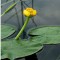 Sárga Vízitök - Nuphar lutea