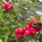 Örökzöld növények Vörös áfonya gyümölcse - Vaccinium Red Pearl