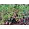 Örökzöld növények Vörös áfonya tőzegáfonya - Vaccinium Red Pearl