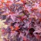Vörös levelű hólyagvessző - Physocarpus opulifolius Diabolo