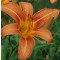 Vöröslő sásliliom Hemerocallis fulva