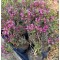 Törpe rózsalonc - Weigela florida Tango